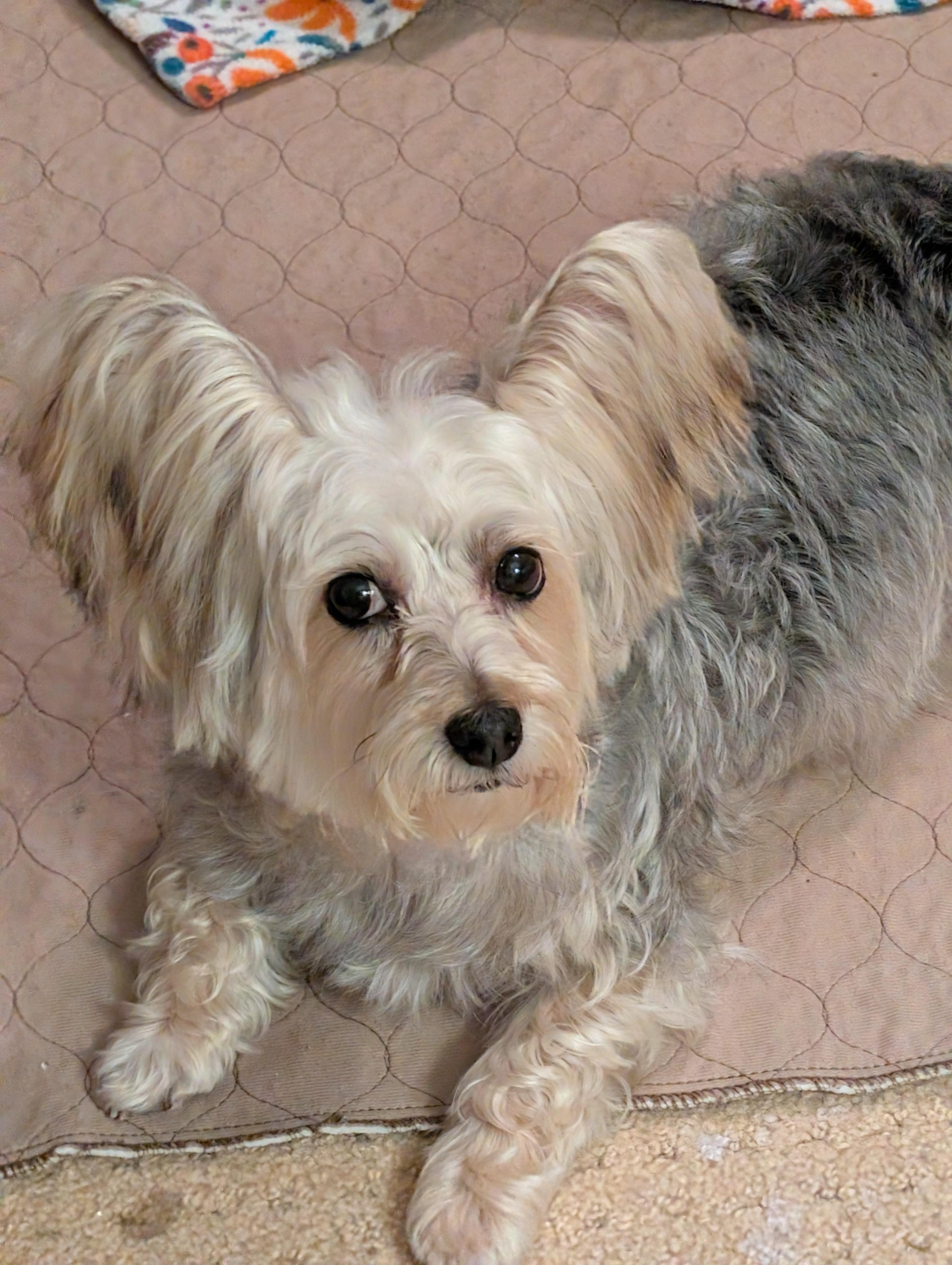 April, a ADOPTABLE Silky Terrier in Greensboro, NC image 4/6