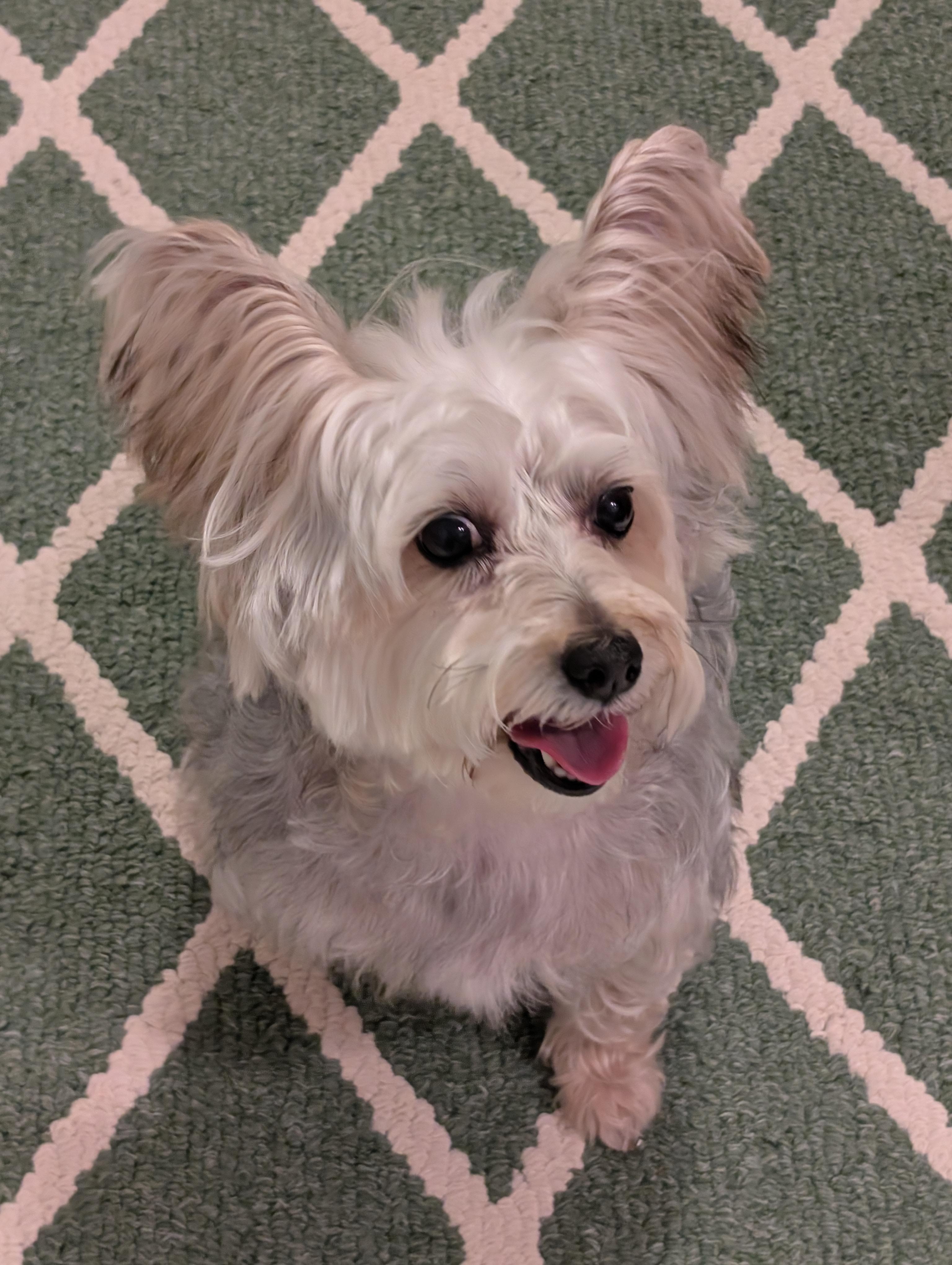 April, a ADOPTABLE Silky Terrier in Greensboro, NC image 6/6
