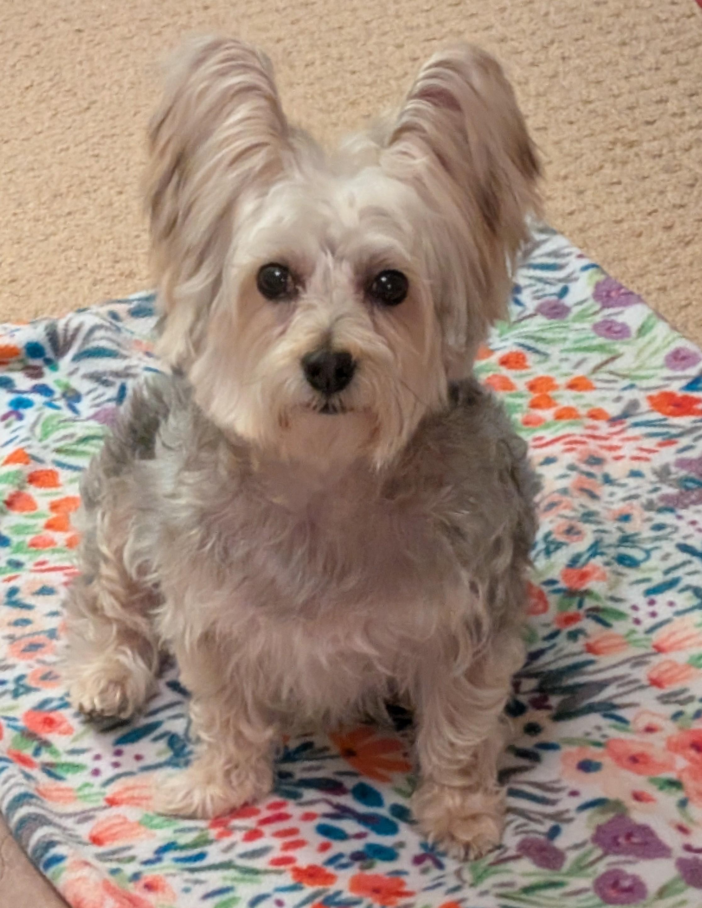 April, a ADOPTABLE Silky Terrier in Greensboro, NC image 1/6