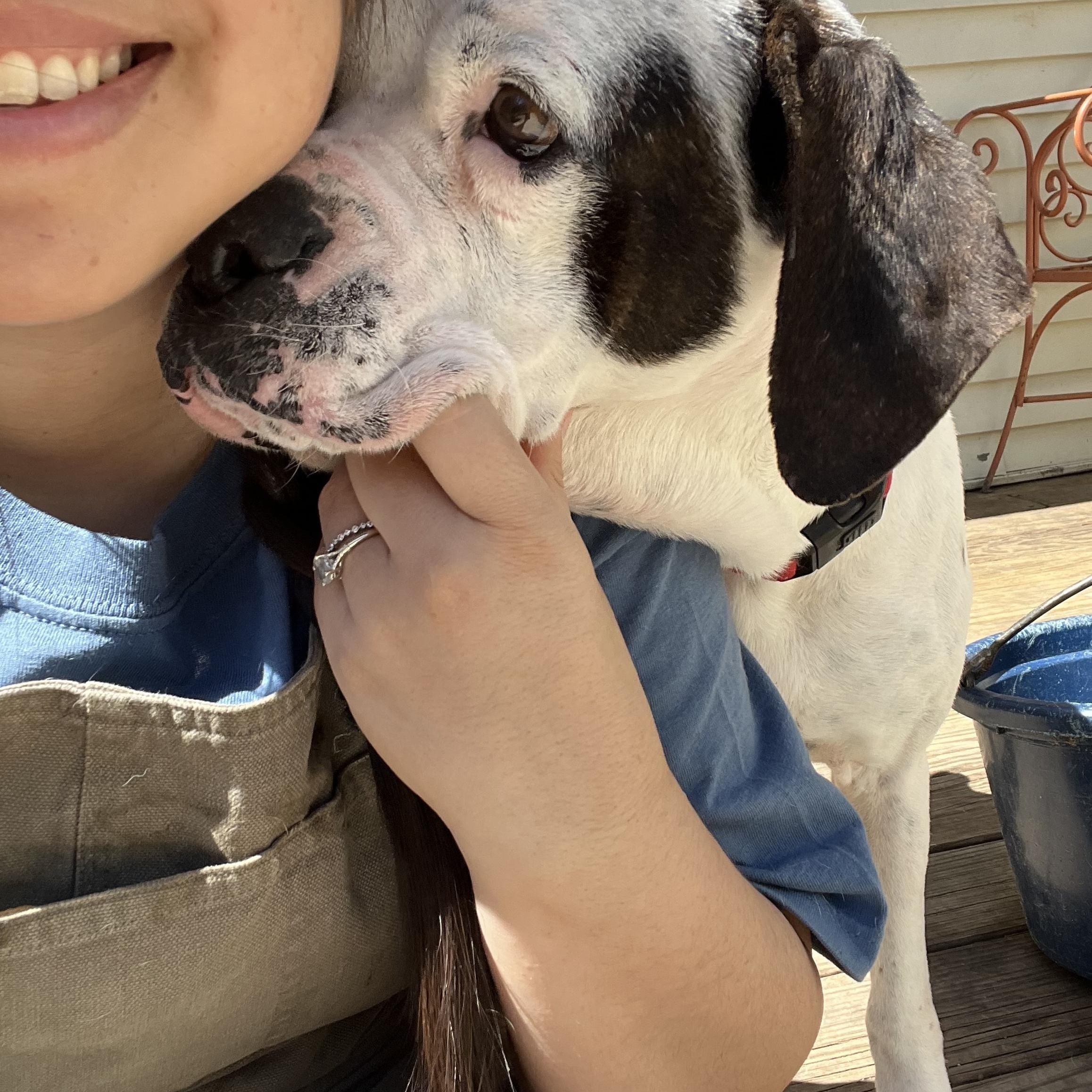 Enlarge Wayne, a ADOPTABLE mixed breed in Bowdoin, ME image 2/6