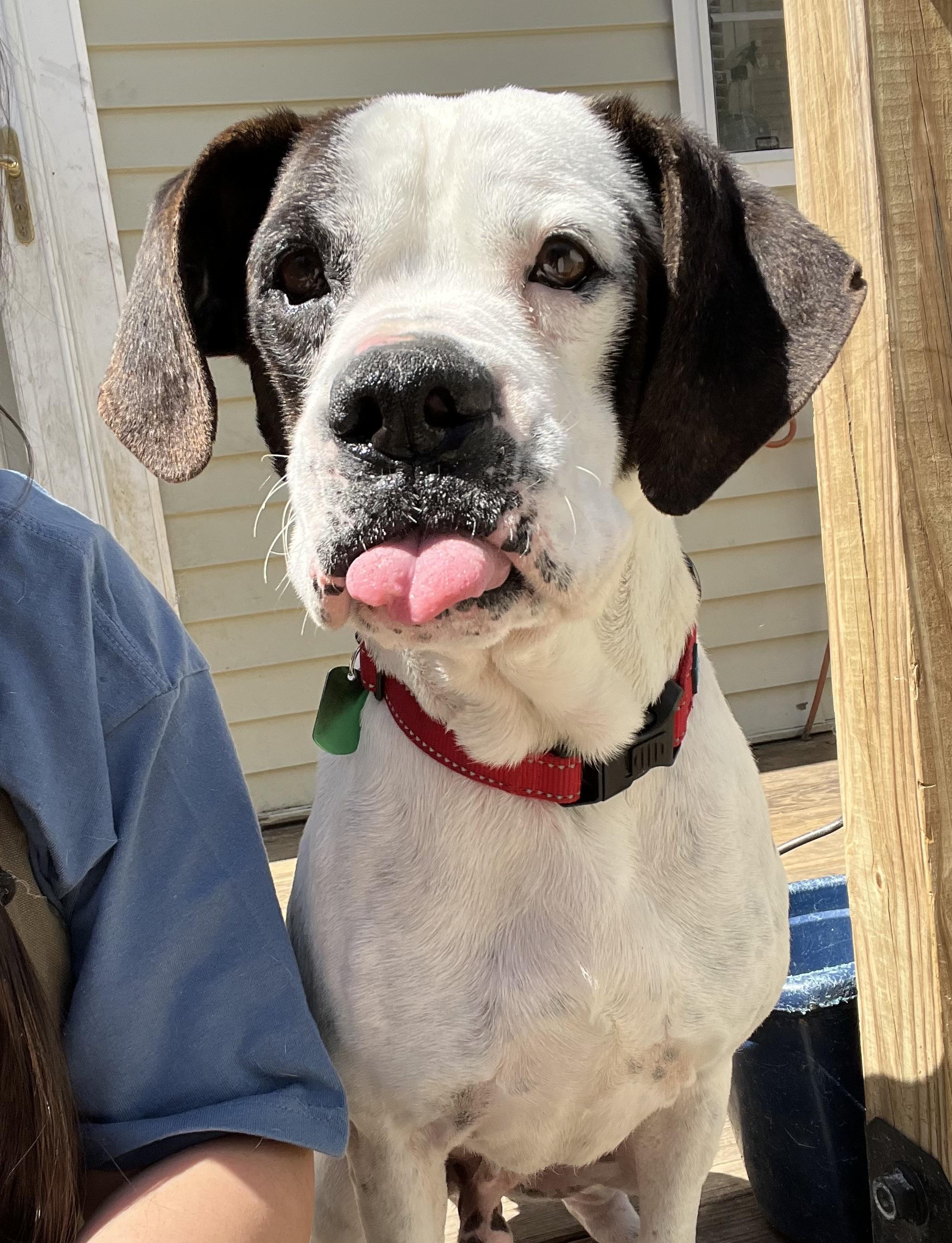 Wayne, ADOPTABLE, Adult Male Boxer.