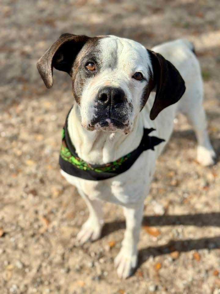Enlarge Wayne, a ADOPTABLE mixed breed in Bowdoin, ME image 2/3