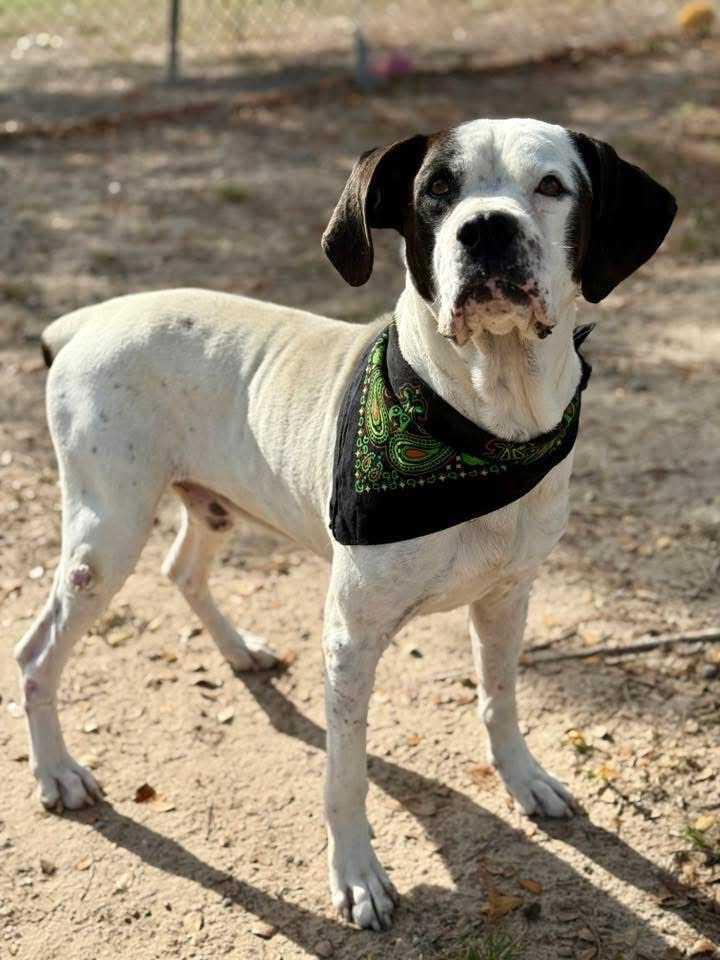 Wayne, ADOPTABLE, Adult Male Boxer.