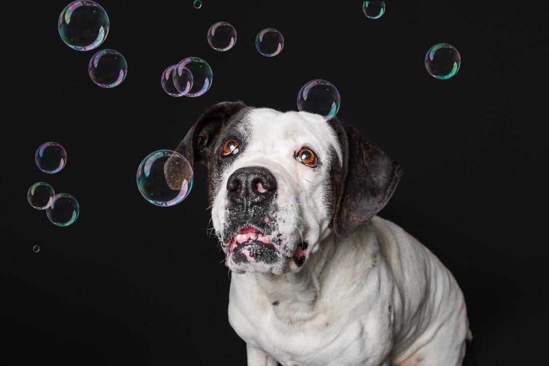 Wayne, a ADOPTABLE mixed breed in Bowdoin, ME image 5/6
