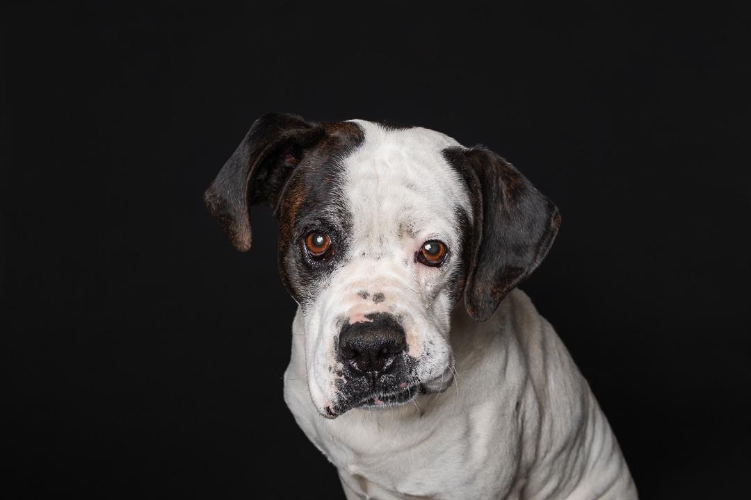 Wayne, a ADOPTABLE mixed breed in Bowdoin, ME image 4/6