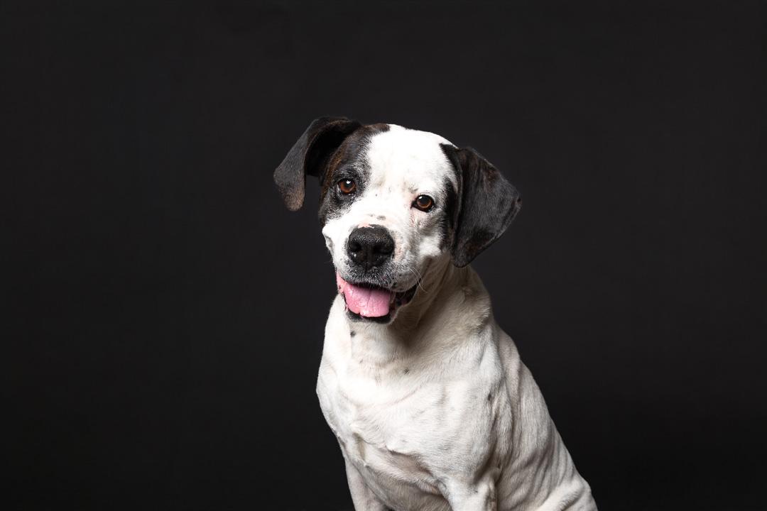 Wayne, ADOPTABLE, Senior Male Boxer.