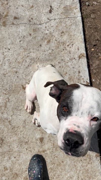 Enlarge Wayne, a ADOPTABLE mixed breed in Bowdoin, ME video 3/6