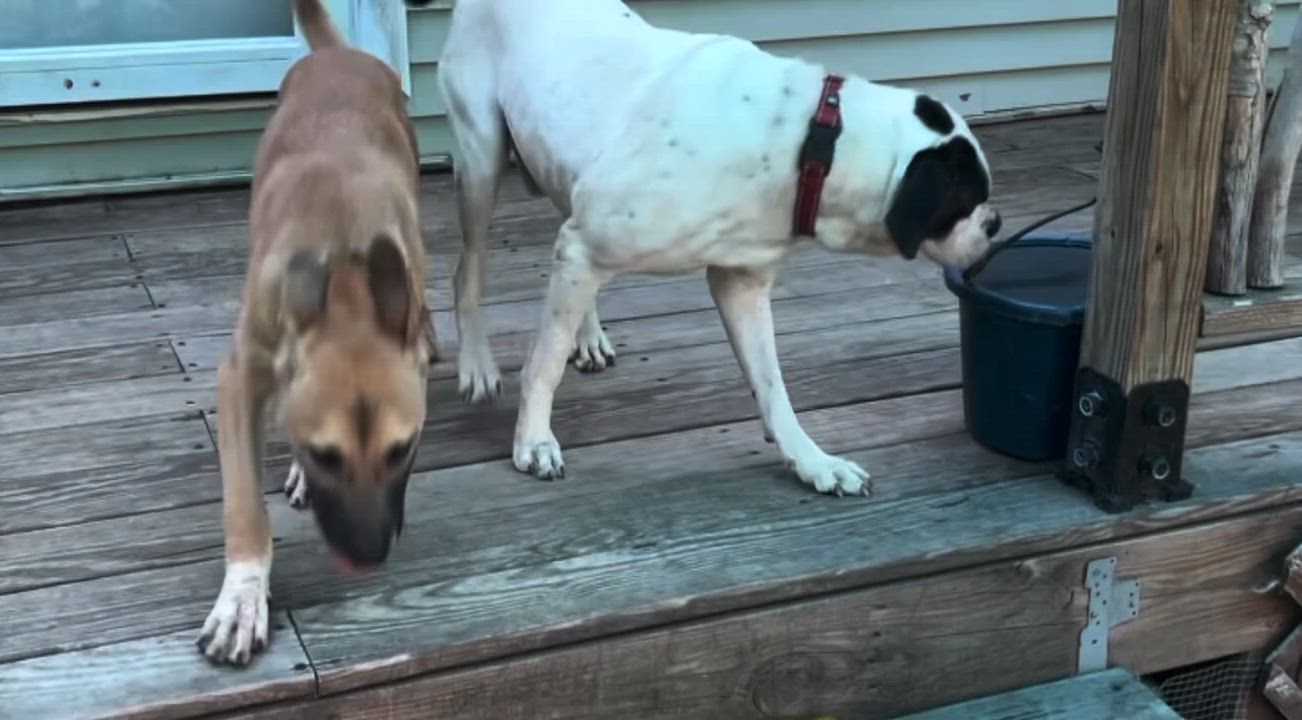 Enlarge Wayne, a ADOPTABLE mixed breed in Bowdoin, ME video 3/6