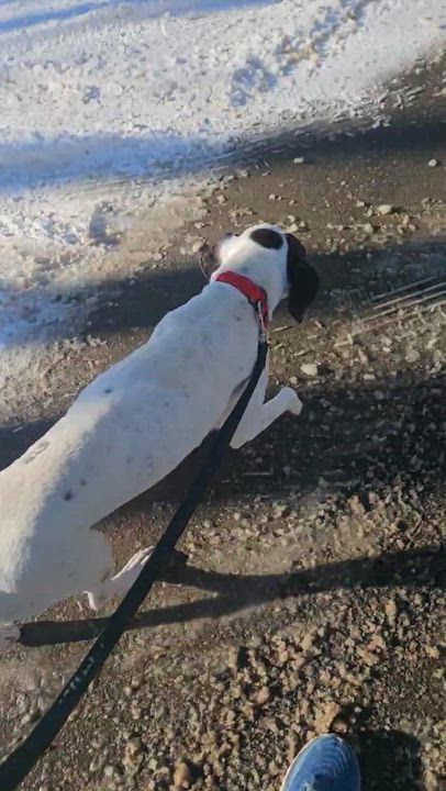 Enlarge Wayne, a ADOPTABLE mixed breed in Bowdoin, ME video 3/3
