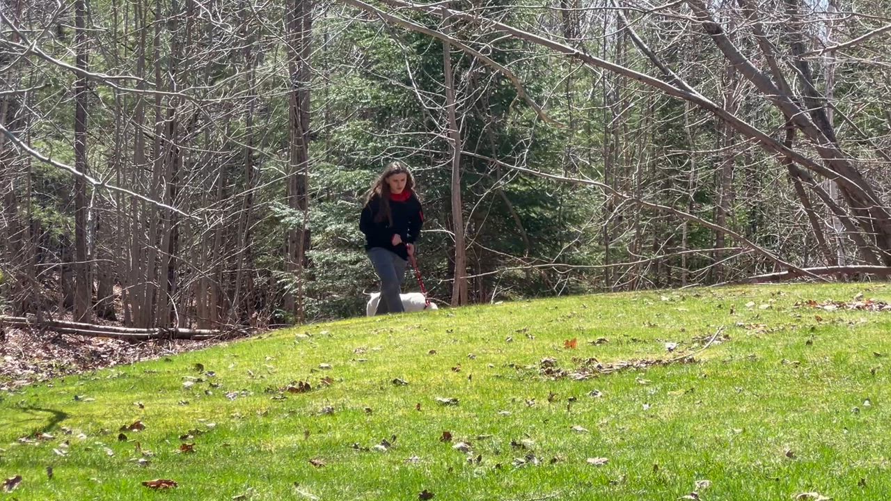 Enlarge Wayne, a ADOPTABLE mixed breed in Bowdoin, ME video 6/6