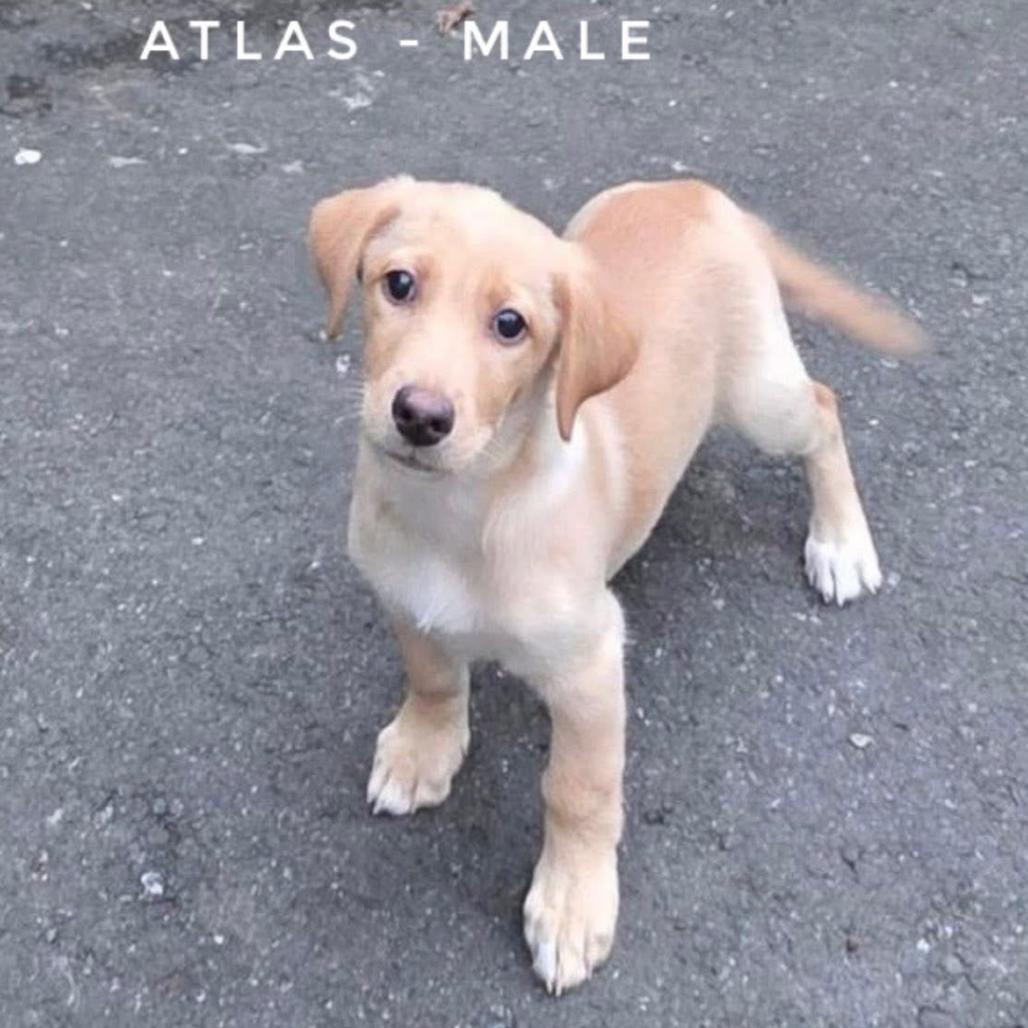 Atlas, Adoptable, Puppy Male Mixed Breed.