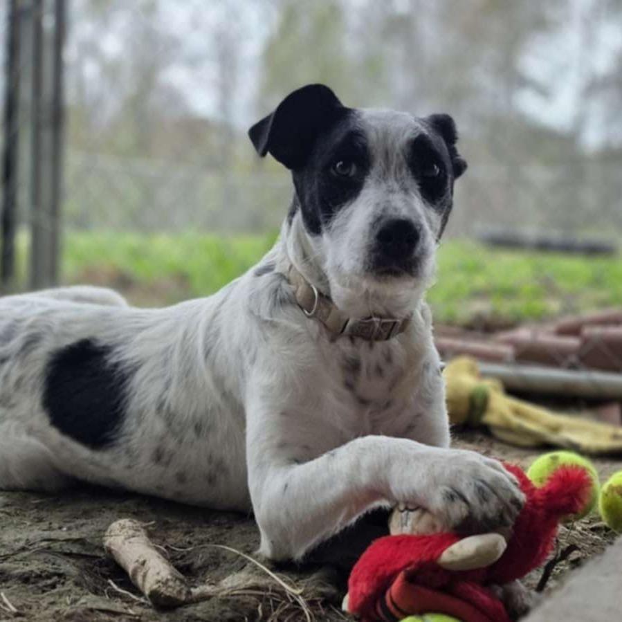 Enlarge Dolly (FEE SPONSORED), a Adoptable mixed breed in Portland, ME image 3/4