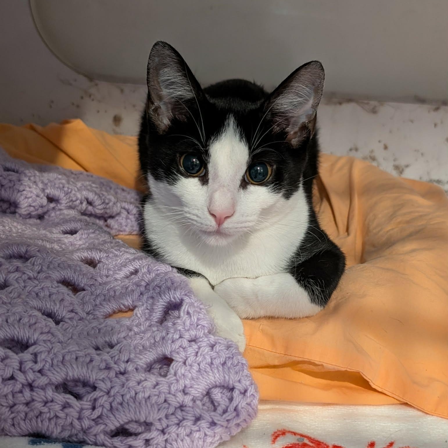 Pearl, adopted, Kitten Female Domestic Short Hair.