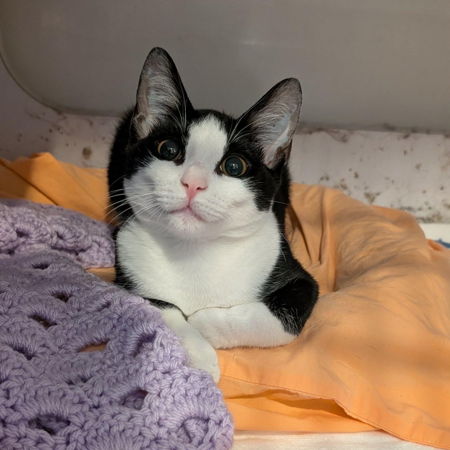 Pearl, an adopted Domestic Short Hair in West Palm Beach, FL image 2/2