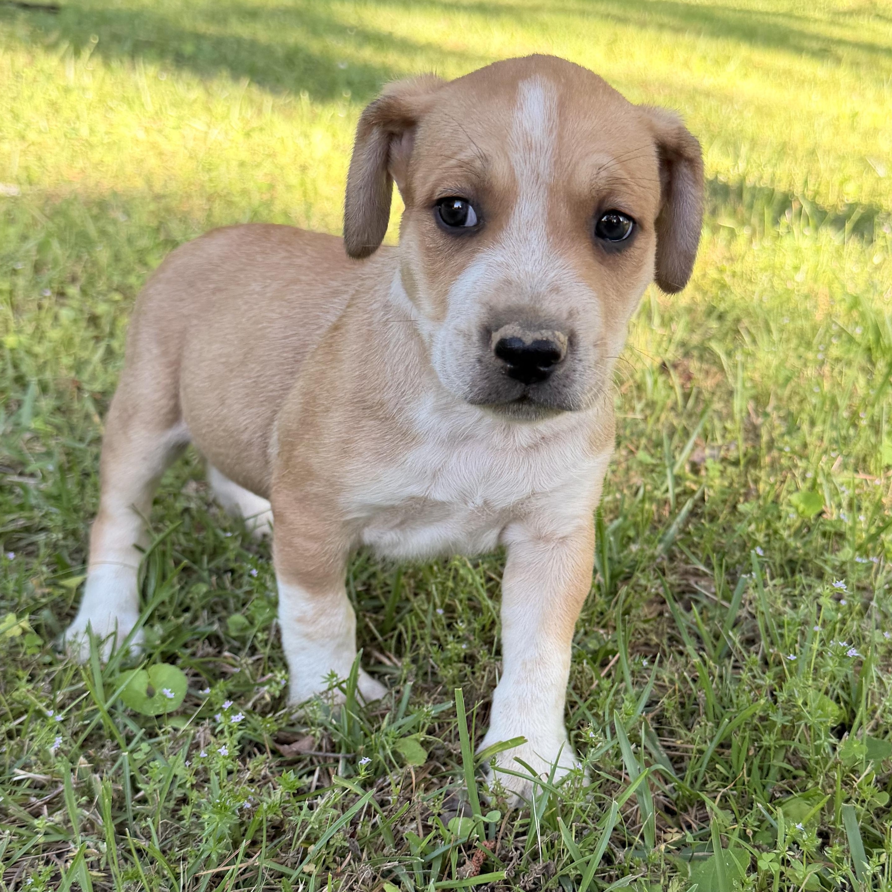 Enlarge Pebbles, a Adopted mixed breed in Harrisburg, PA image 6/6