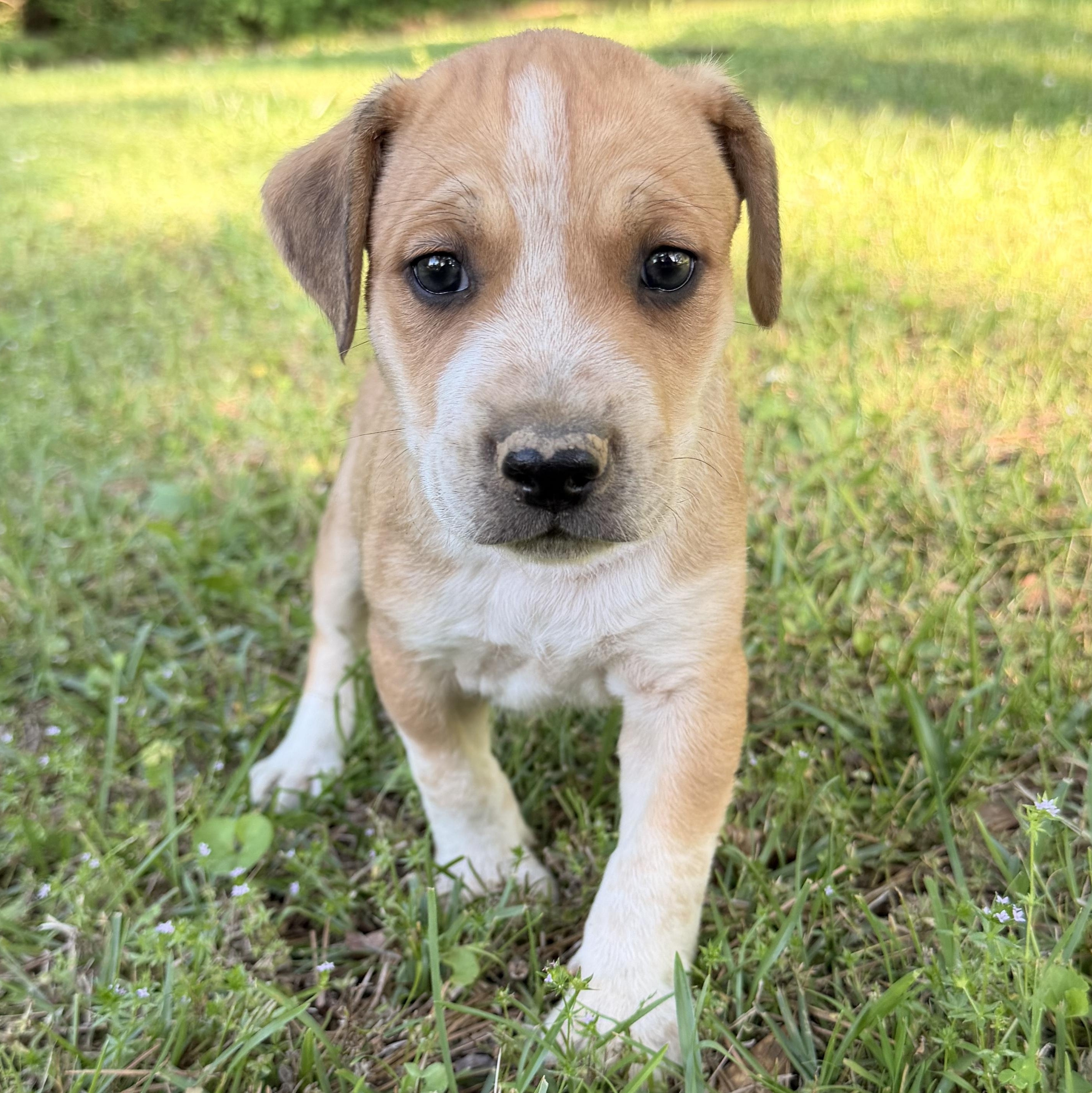 Enlarge Pebbles, a Adopted mixed breed in Harrisburg, PA image 2/6