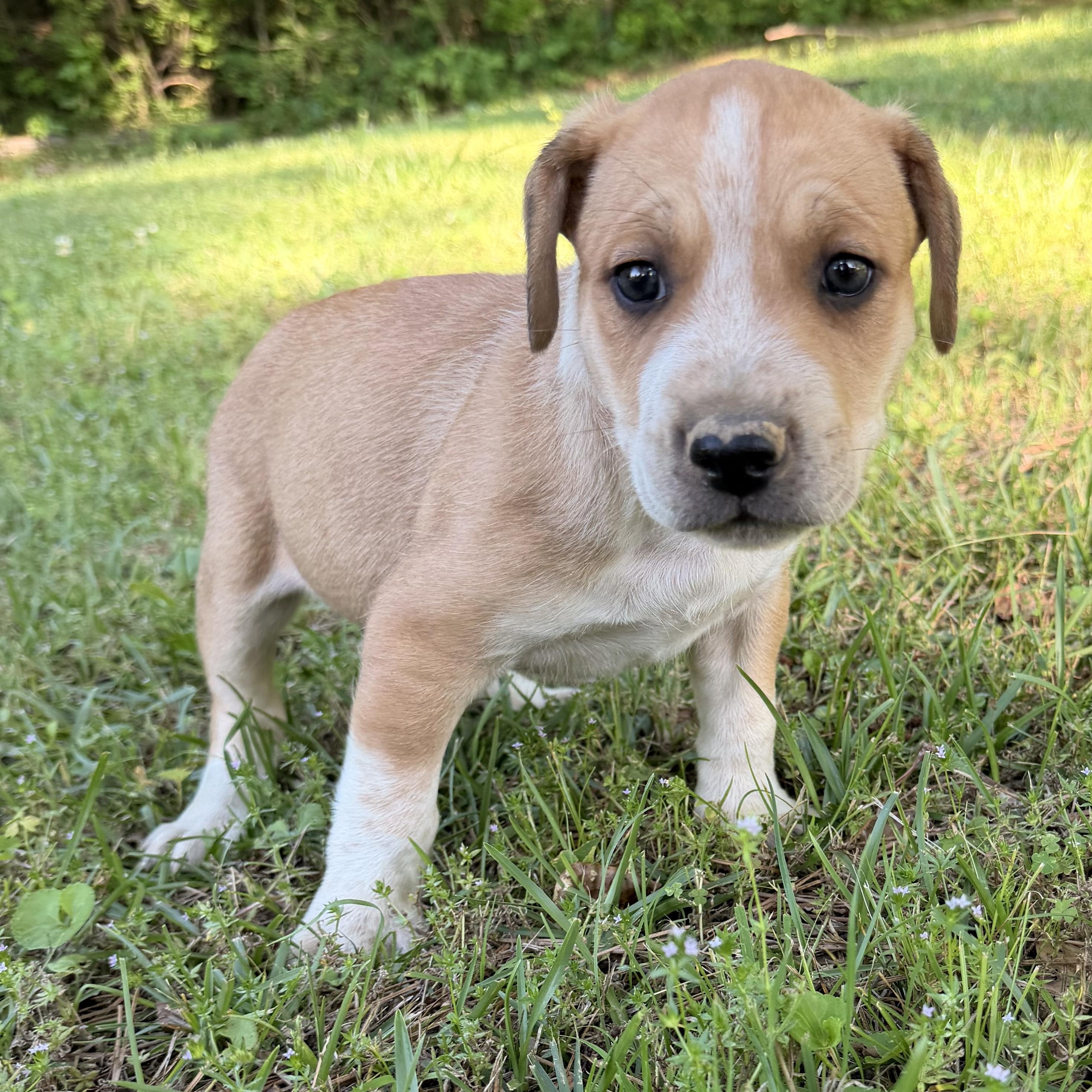 Pebbles, Adopted, Puppy Male Hound & Australian Cattle Dog / Blue Heeler.