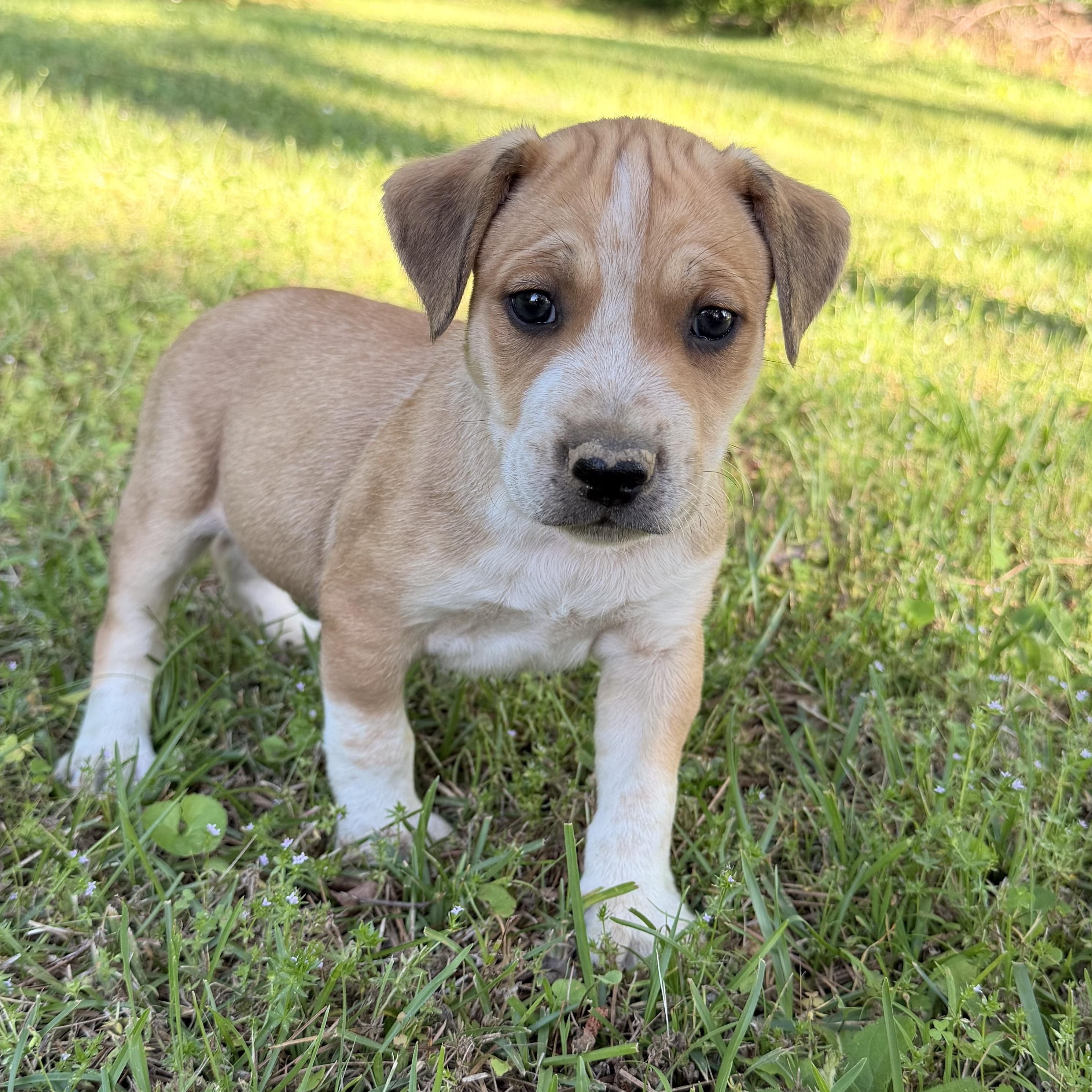 Enlarge Pebbles, a Adopted mixed breed in Harrisburg, PA image 5/6