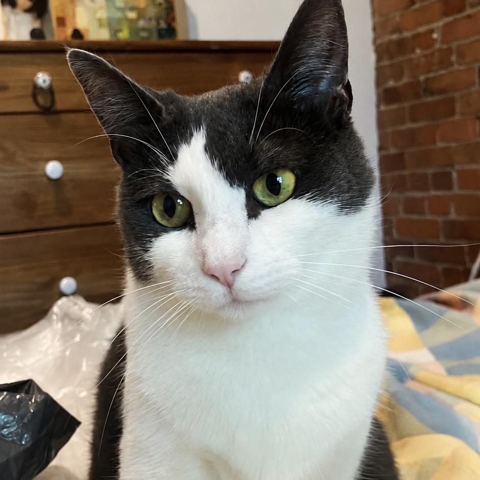 Turnpike, ADOPTABLE, Young Female Domestic Short Hair.
