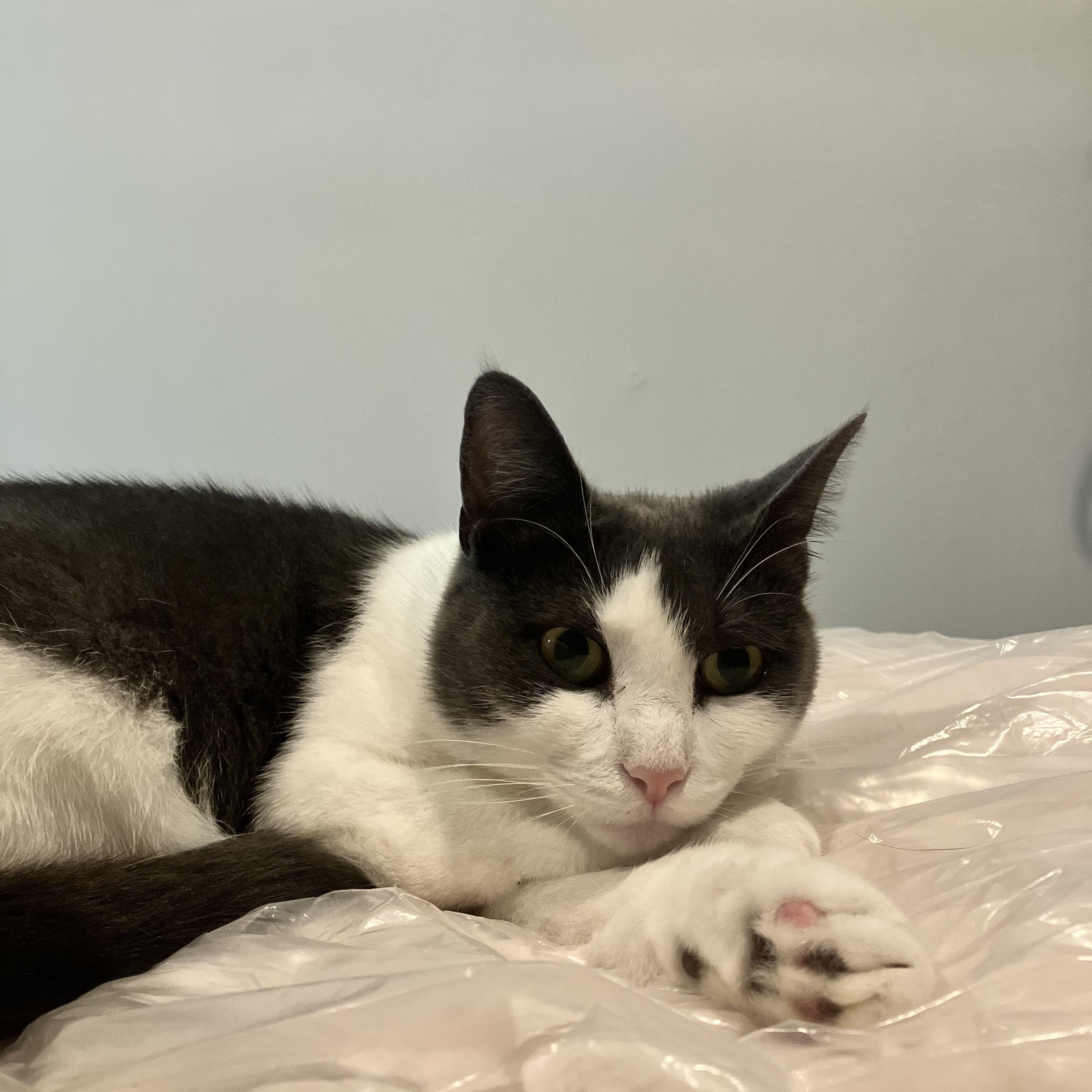 Enlarge Turnpike, a ADOPTABLE Domestic Short Hair in Brooklyn, NY image 2/4