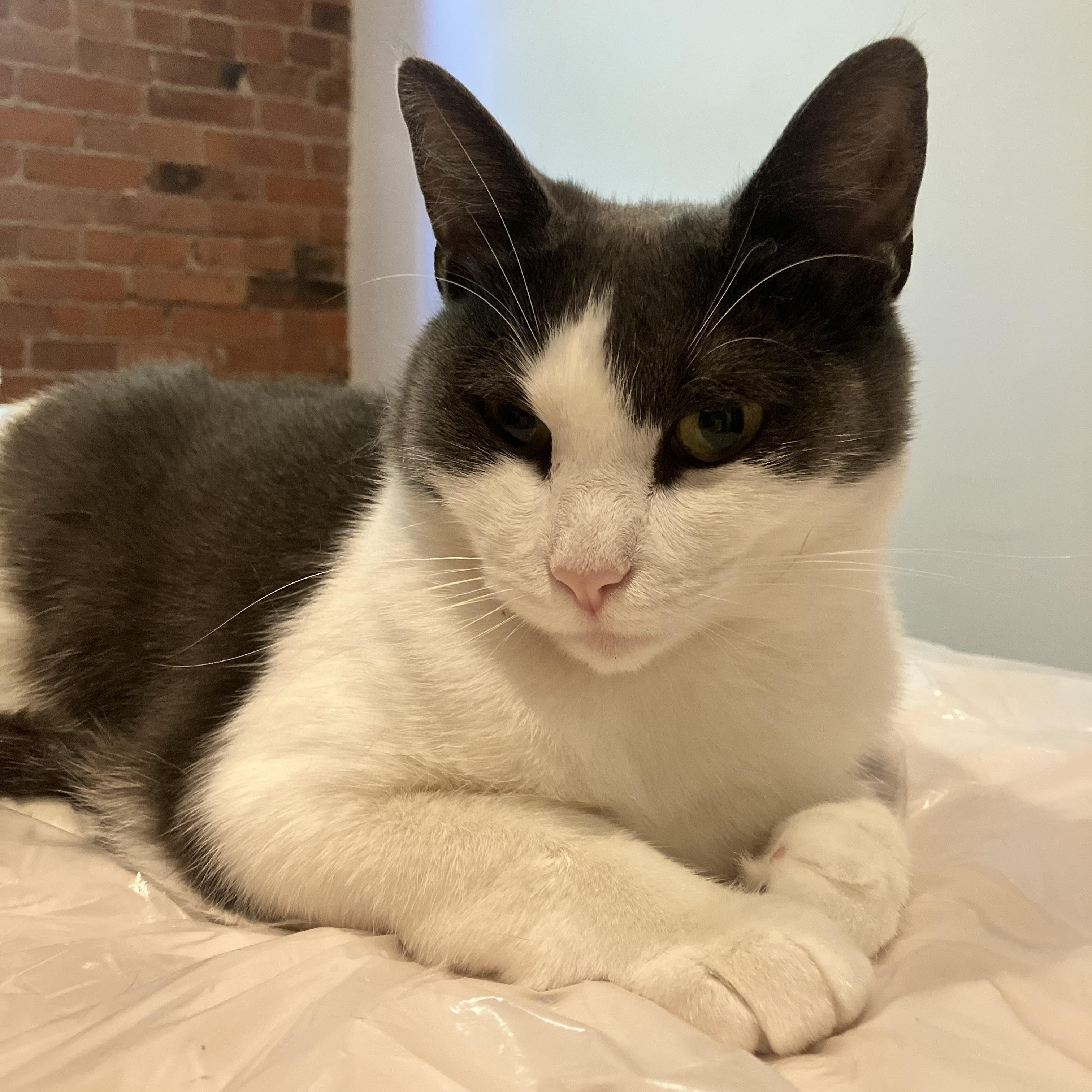 Enlarge Turnpike, a ADOPTABLE Domestic Short Hair in Brooklyn, NY image 4/4