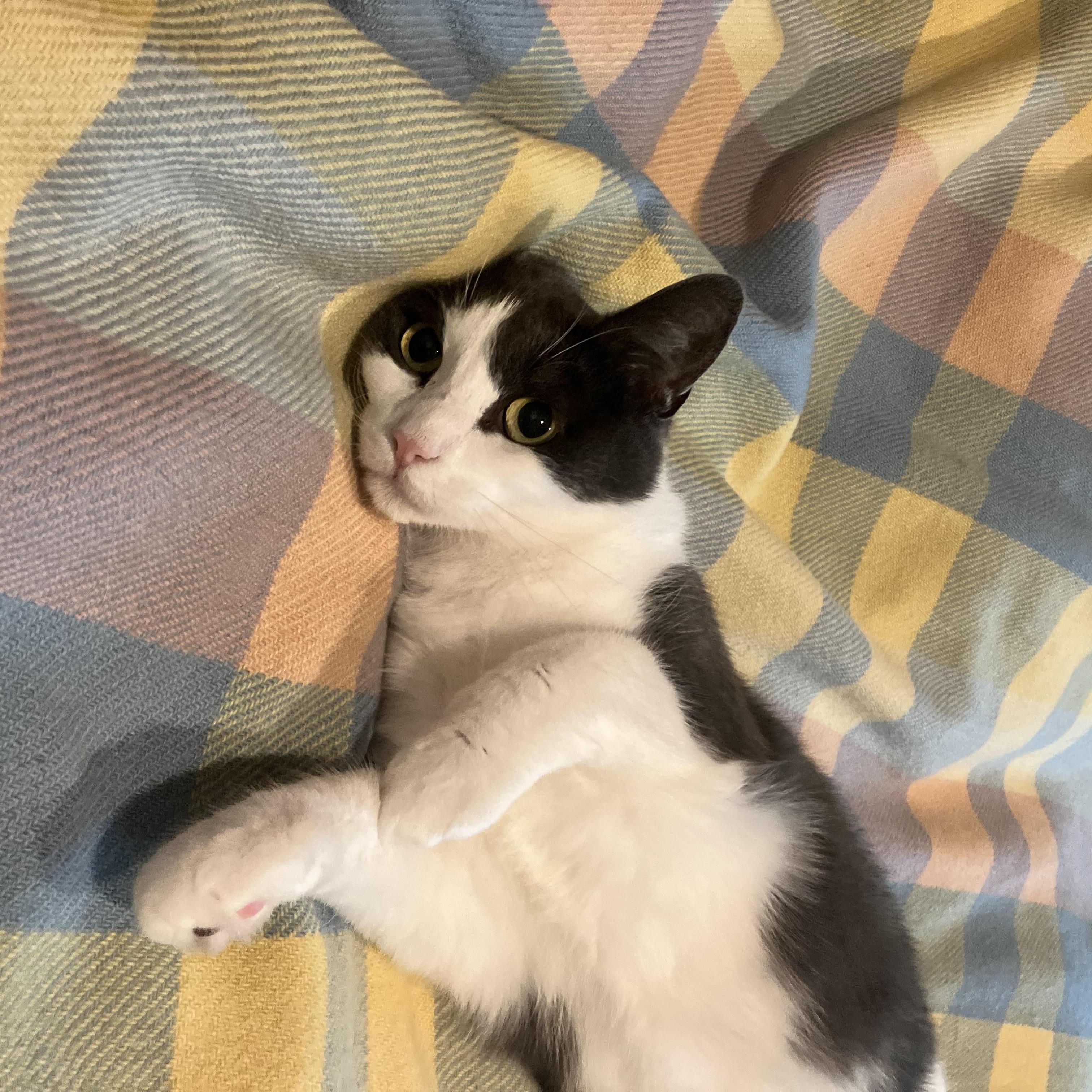 Enlarge Turnpike, a ADOPTABLE Domestic Short Hair in Brooklyn, NY image 3/4