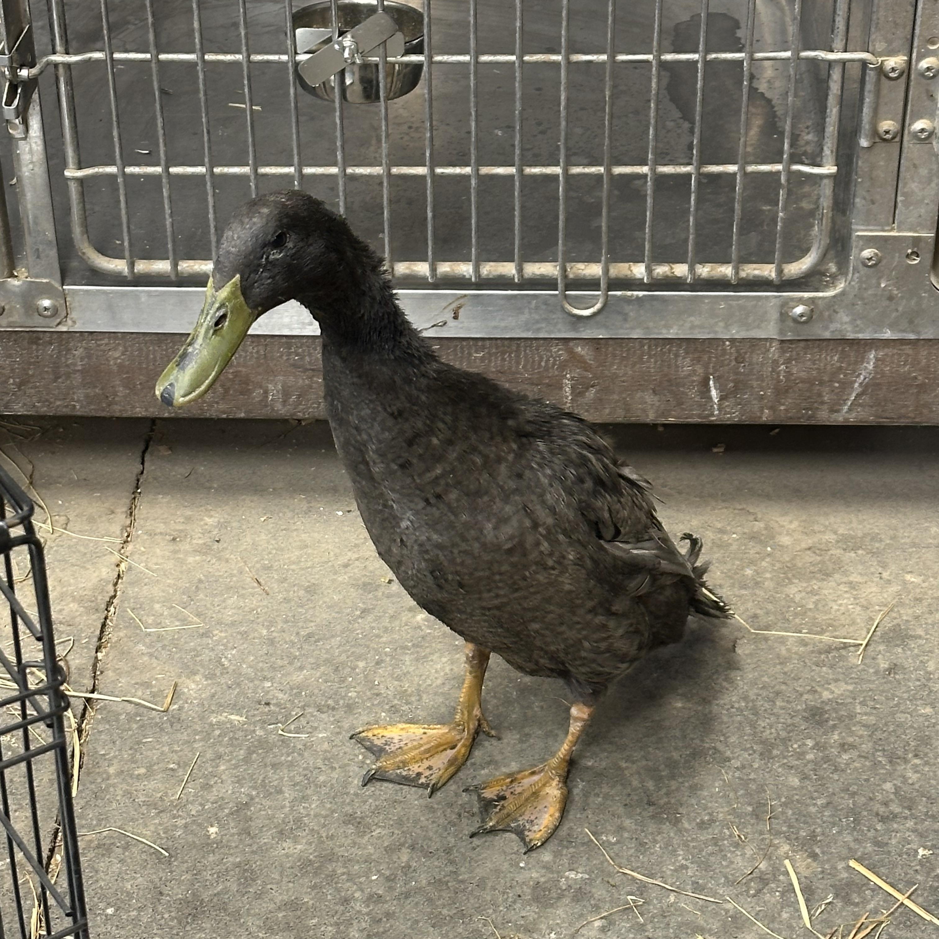 Pistachio, ADOPTABLE, Adult Male Duck.