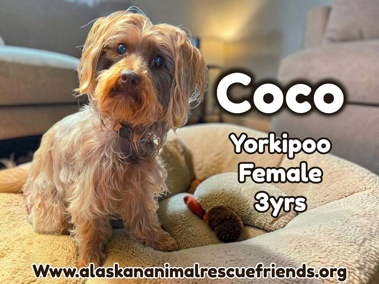 Coco, Adoptable, Adult Female Yorkshire Terrier & Poodle.