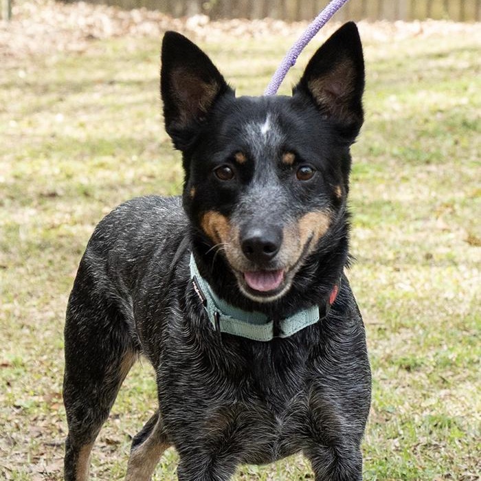 Enlarge Cleo, an adopted Australian Cattle Dog / Blue Heeler in Slidell, LA image 2/3