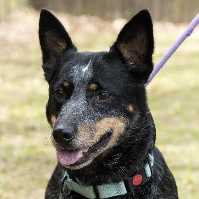 Cleo, adopted, Adult Female Australian Cattle Dog / Blue Heeler.