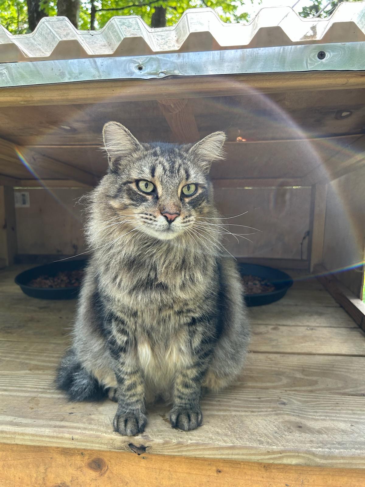 Enlarge Magnus, a Adopted Norwegian Forest Cat in Blairsville, GA image 1/1