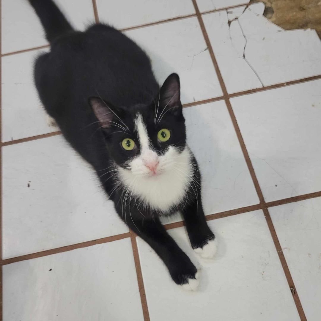 Dario, Adoptable, Young Male Tuxedo.