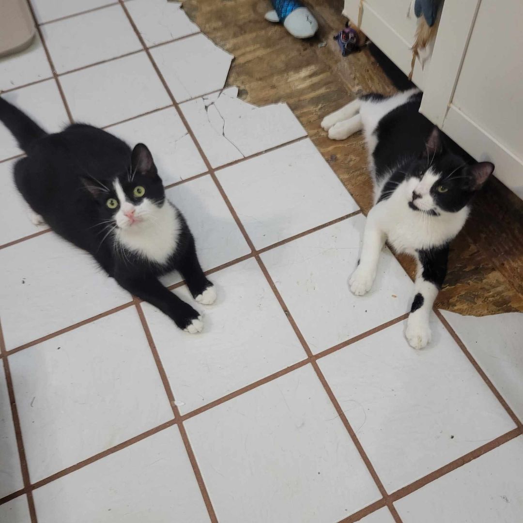 Enlarge Dario, a Adoptable Tuxedo in East Orange, NJ image 3/3