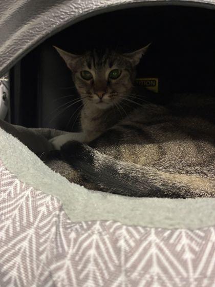 Bok Choy, Adoptable, Adult Male Domestic Short Hair & Domestic Short Hair.