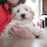 Enlarge Marley, an adopted mixed breed in Albany, NY image 1/1