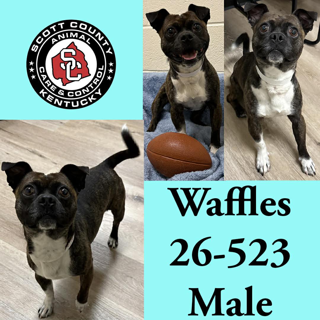 Waffles, Adoptable, Adult Male Boston Terrier & Pug.