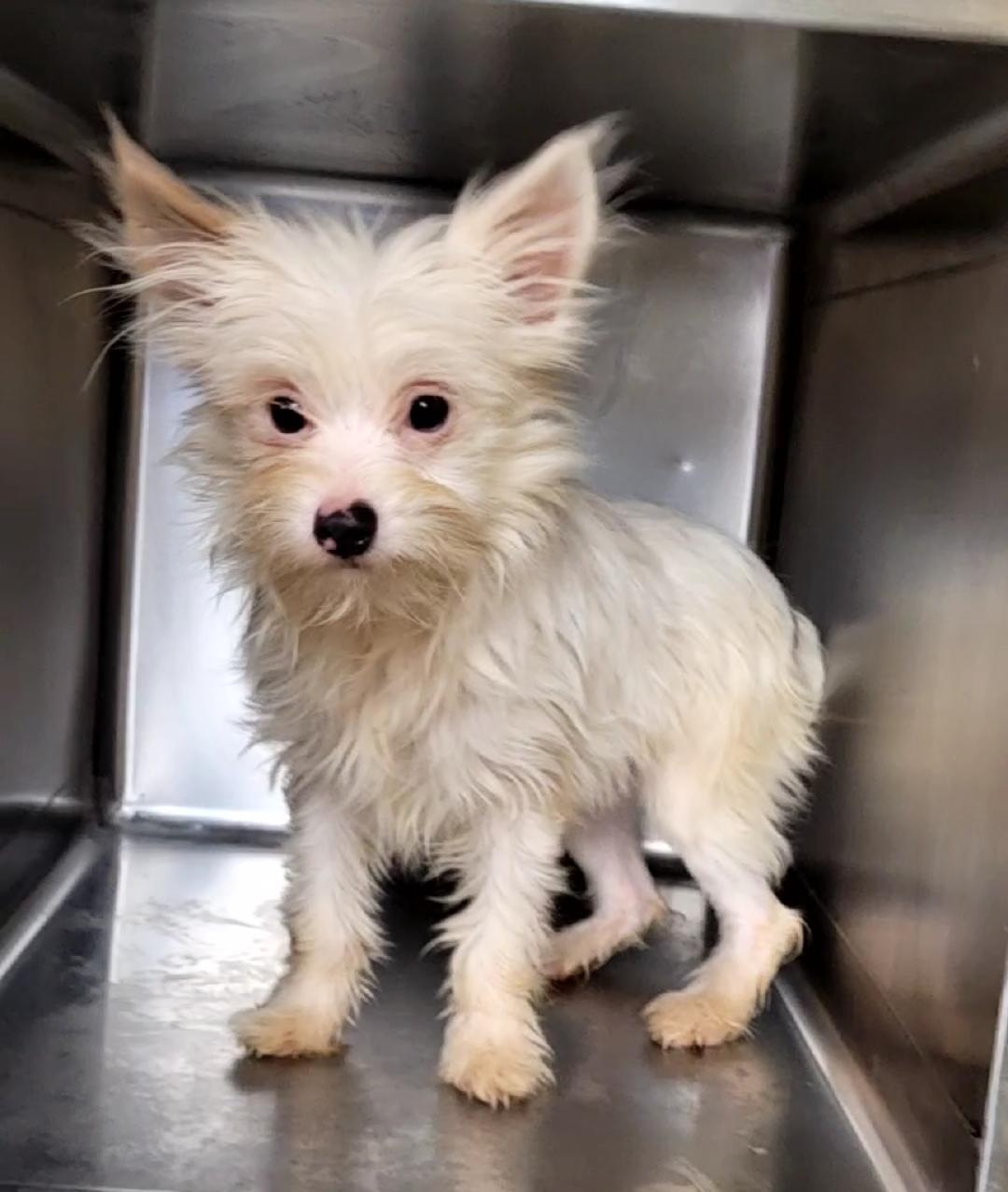 Enlarge BillyJo, a ADOPTABLE Yorkshire Terrier in Woodsfield, OH image 1/1