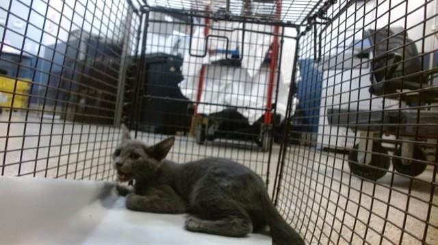 FLOATER, Adoptable, Young Female Domestic Short Hair.