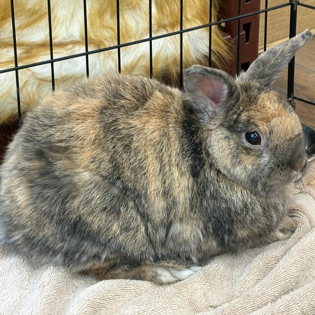 Enlarge Kodah AKA Bumblebee, a Adoptable mixed breed in Napa, CA image 1/5