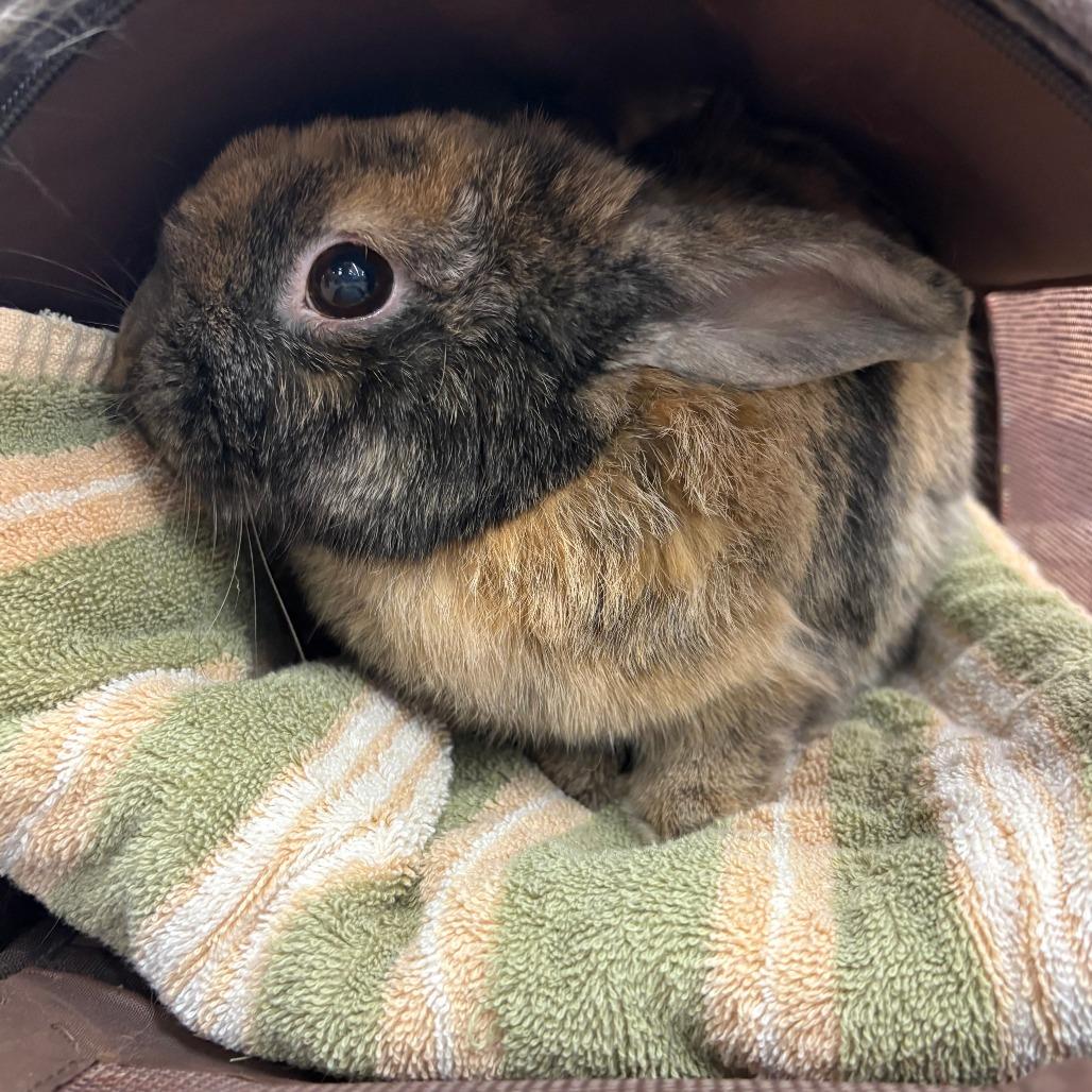 Enlarge Kodah AKA Bumblebee, a Adoptable mixed breed in Napa, CA image 2/5
