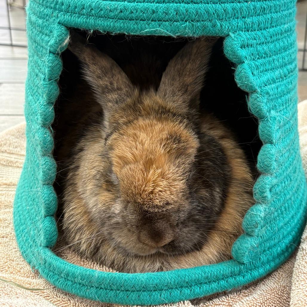 Enlarge Kodah AKA Bumblebee, a Adoptable mixed breed in Napa, CA image 5/5