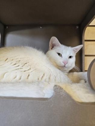 Enlarge Junior, a ADOPTABLE Domestic Short Hair in Downers Grove, IL image 2/3