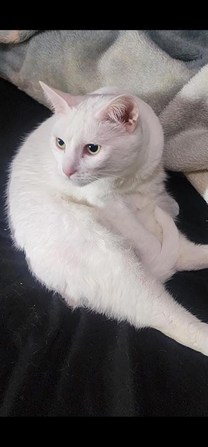 Enlarge Junior, a ADOPTABLE Domestic Short Hair in Downers Grove, IL image 3/3