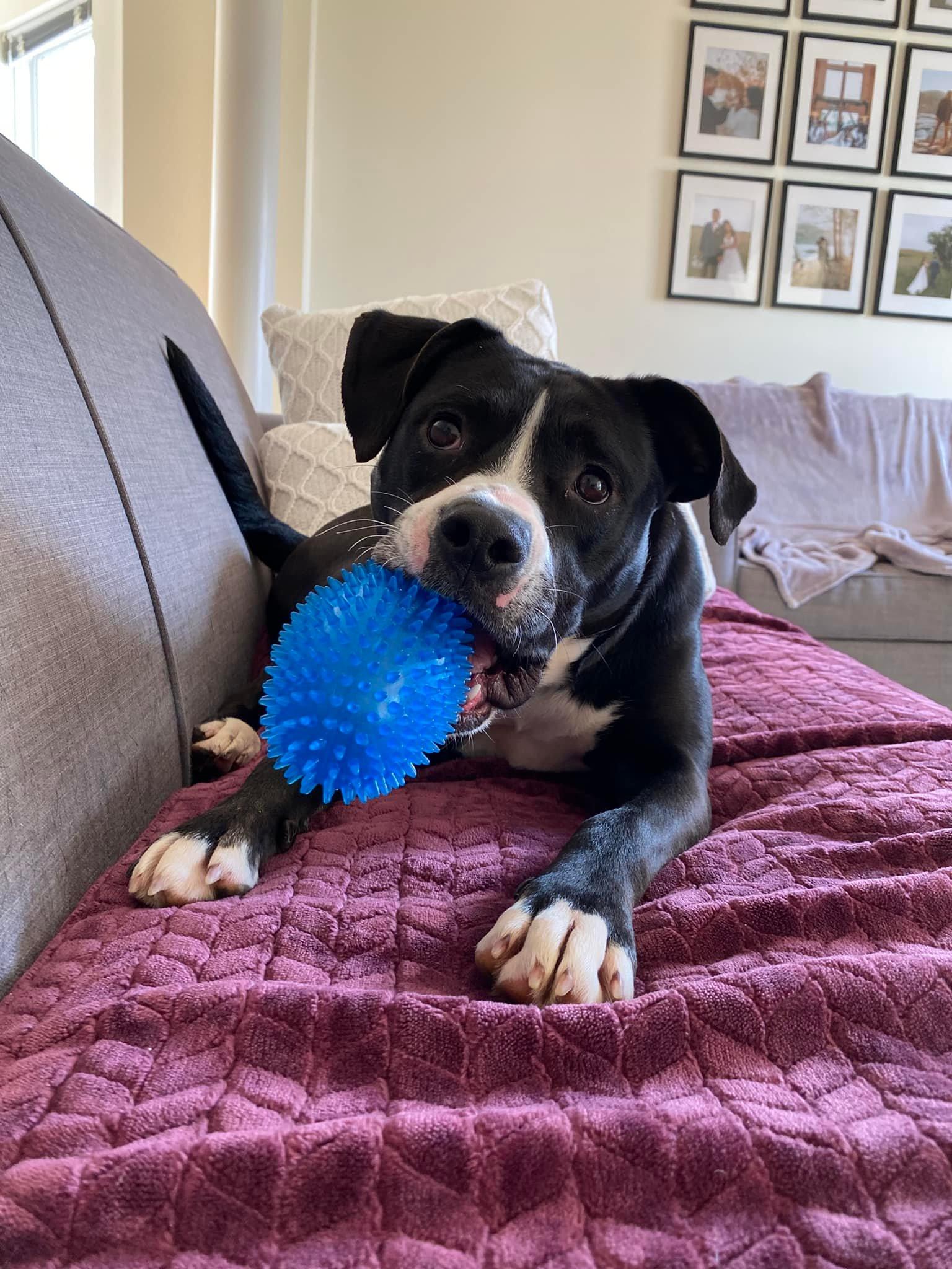 Enlarge Harper, a Adoptable mixed breed in Spotsylvania, VA image 2/3
