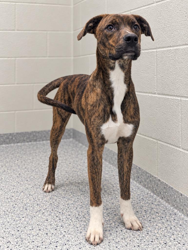 Coop, Adoptable, Puppy Male Labrador Retriever & Border Collie.
