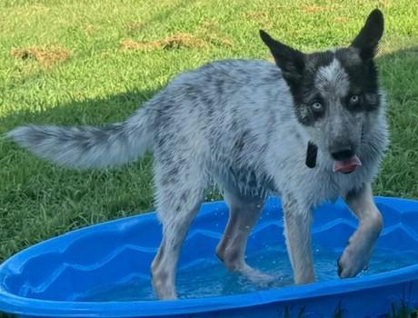 Enlarge Lilly (Sweet, smart, wonderful puppy), a ADOPTABLE mixed breed in Newfoundland, PA image 3/5
