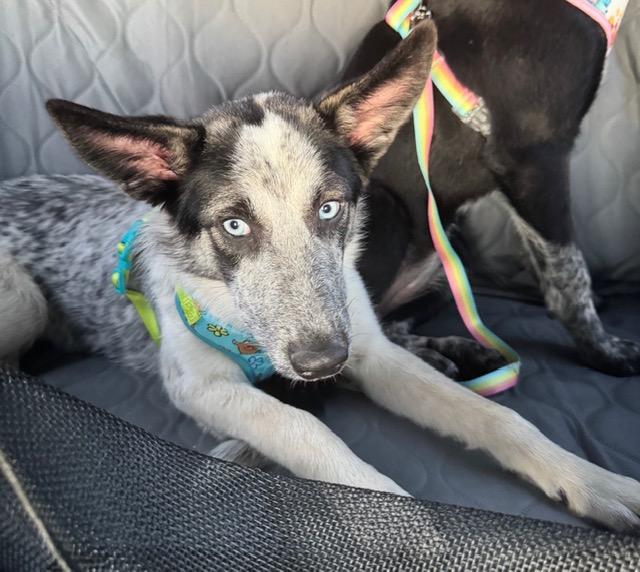 Lilly (Sweet, smart, wonderful puppy), ADOPTABLE, Young Female Australian Cattle Dog / Blue Heeler & Shepherd.