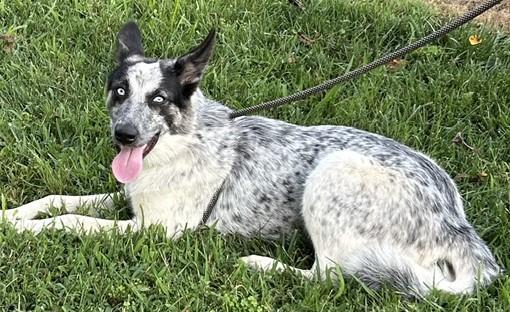 Enlarge Lilly (Sweet, smart, wonderful puppy), a ADOPTABLE mixed breed in Newfoundland, PA image 2/5