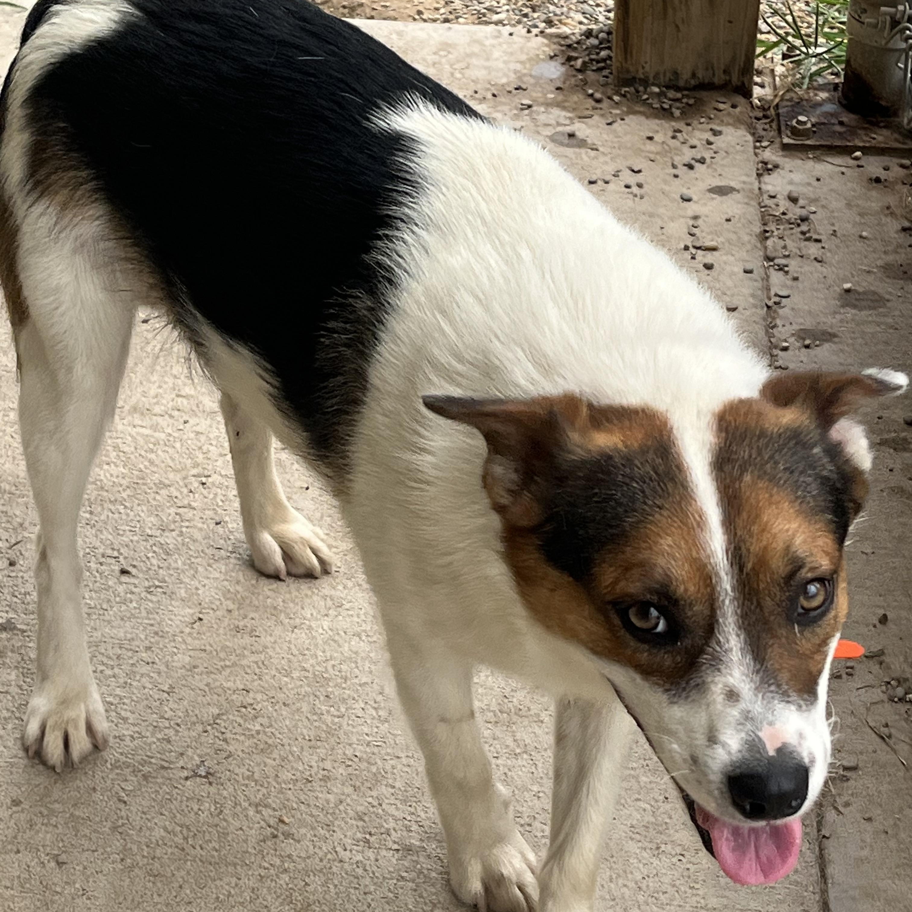Enlarge Vosker, a ADOPTABLE mixed breed in Pomeroy, OH image 1/3