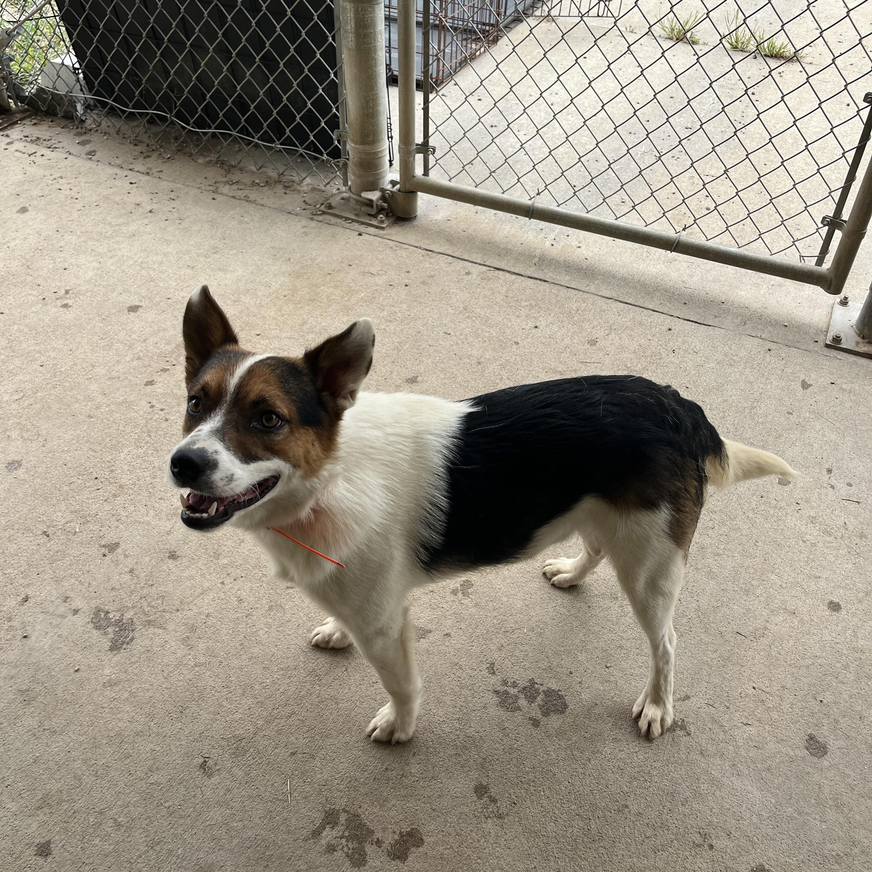 Enlarge Vosker, a ADOPTABLE mixed breed in Pomeroy, OH image 3/3